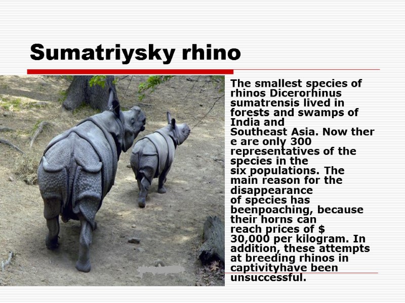 Sumatriysky rhino  The smallest species of rhinos Dicerorhinus sumatrensis lived in forests and